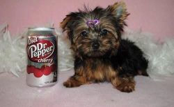 Toy Sized Yorkshire Terrier Puppies