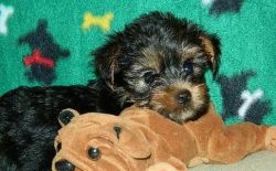 Kc Reg Yorkshire Terrier Puppies Ready To Go