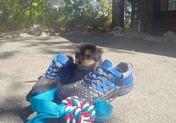 Teacup Yorkshire Terrier Puppys for sale