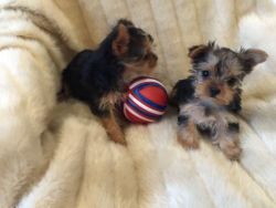 Cute Yorkshire Terrier Puppies