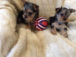 Two Teacup Yorkie Puppies Needs A New Family