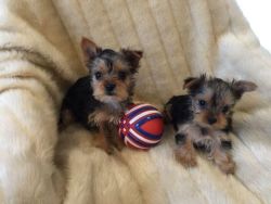 Male and Female Yorkie Pups