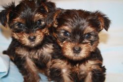 Home Trained Akc Registered Yorkie Puppies.