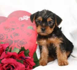 loving and adorable female teacup yorkie