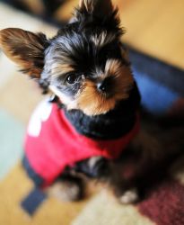 Adorable Yorkie Puppies For Re-homing