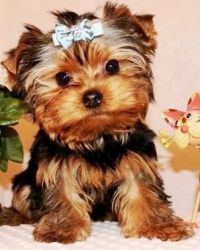 Yorkshire Terrier puppies available for sale