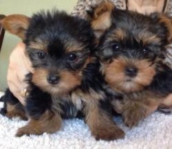 Adorable Akc Yorkshire Puppies For Sale