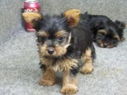 Adorable Akc Yorkie Female Puppies For Sale