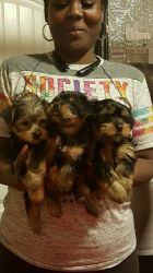 Three Yorkie Puppies