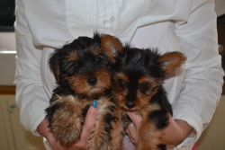 Yorkshire Terrier Boy and Gilr Puppies