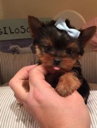 Toy Yorkshire Terrier Babies Ready Sweet Babies