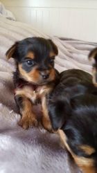 yorkshire terrier puppy ready now