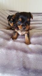 yorkshire terrier puppy for lovely homes