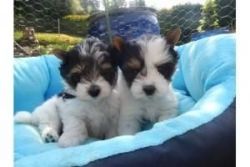 Nice looking yorkies puppies for new homes
