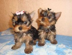 Akc Registered Home Trained Yorkie Puppies.