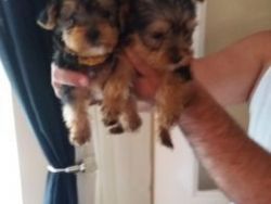 adorable yorkshire terrier puppies ready