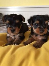 lovely yorkshire pups for lovely homes