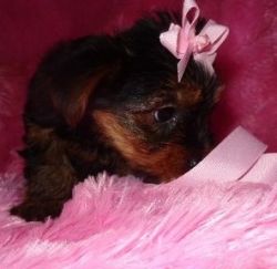 Beautiful Kc Registered Yorkshire Terrier Puppies