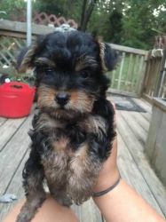 Good Looking Yorkie puppy available