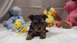 Stunning Teacup Yorkie Puppies For Sale
