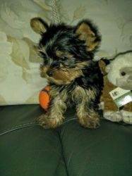 Gorgeous Tcup Yorkshire Terrier Puppies For Sale