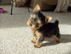 Adorable Male And Female Teacup Yorkie Puppies