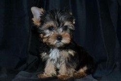 Absgey Gorgeous Tiny Yorkie Puppies For Sale