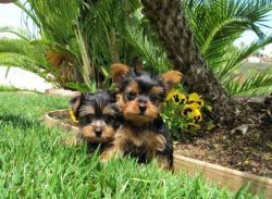 Akc Teacup Yorkie Puppies For Adoption