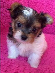 12 weeks old yorkie pups for adoption