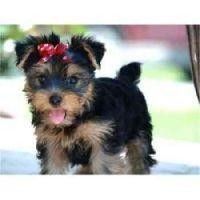 male and female Yorkie puppies available