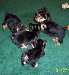 Tiny Teacup Yorkie Puppies For Re-homing.