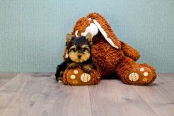 Adorable Tiny Male Yorkie puppy