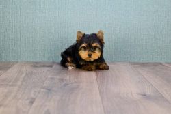 Male Aca Yorkie Puppy For Sale