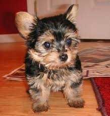 Cute and Adorable Yorkie Puppies