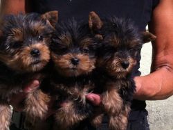 Cute And Lovely T-cup Yorkshire Terrier Puppies