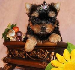 Teacup Yorkie Puppies available For Sale
