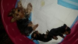 Pure breed Yorks hire terrier puppies