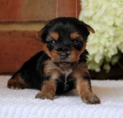 Cute outstanding Teacup Yorkie puppies Ready