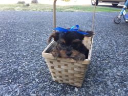 Adorable AKC Female Yorkie Puppies For Sale