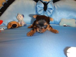 akc tiny female and male yorkie