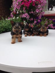 Healthy Yorkie Puppies