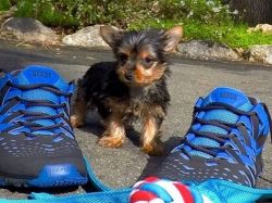 AKC Registered Male Yorkie Pup For Adoption
