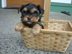 Adorable AKC Yorkie Puppies for Deposit