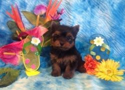 Kg Reg Yorkshire Terrier Puppies Health Tested Parents!
