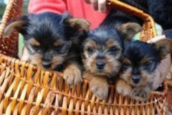Gorgeous Tiny Yorkie Puppies For Adoption.