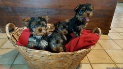Small Male Yorkie Puppies