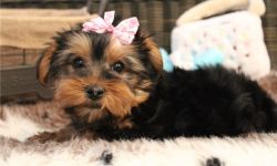 Lovely Yorkshire Terrier puppy