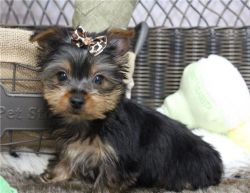 Tiny Teacup Yorkshire Terrier Puppies