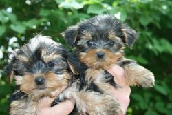 Quality Yorkie puppies for rehoming (xxx) xxx-xxx6