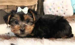 Two Adorable Tea Cup Yorkie Puppies For Adoption